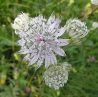 Great masterwort