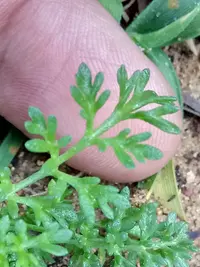 prostrate chamomile