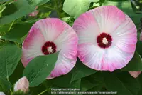 Hibiscus Luna Pink Swirl