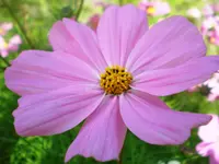 Garden cosmos (Cosmos bipinnatus) plant