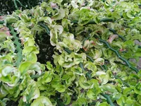 Euphorbia tithymaloides