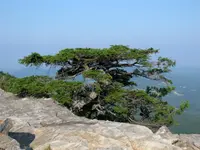 Carolina Hemlock