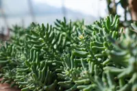 Sedum pachyphyllum outdoor