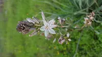 Branched Asphodel (Asphodelus ramosus) plant