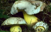 Rooting Bolete