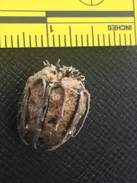 anchovy pear