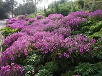 Geranium maderense