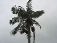 Wax palm