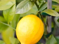 Citrus x limon 'Meyer' fruit