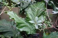 Anthurium cubense