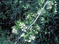 pin cherry