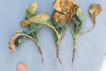 Rhizoctonia Blight