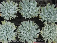 Topsy Turvy (Echeveria runyonii) plant