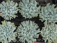 Topsy Turvy (Echeveria runyonii) plant
