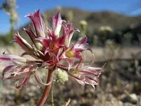 Parish's onion (Allium parishii) plant