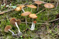 wavy cap (Psilocybe cyanescens) plant