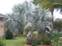 Bismarck Palm