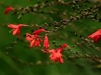 Firecracker plant (Russelia equisetiformis) plant