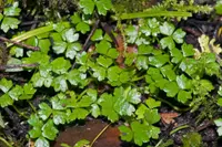 Hydrocotyle tripartita