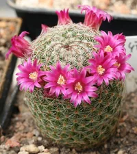 Thumb Cactus (Mammillaria matudae) plant