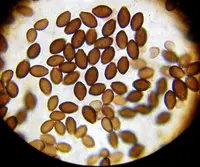 Panaeolus olivaceus Identification Guide