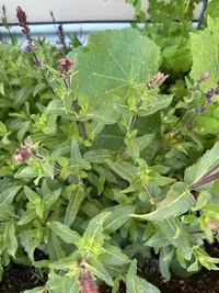 Woodland sage photo by a Botan App user