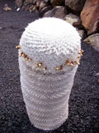 Mammillaria albilanata