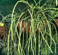 Chain Cactus (Rhipsalis paradoxa) plant