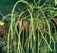 Chain Cactus (Rhipsalis paradoxa) plant