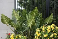 Upright Elephant Ear (Alocasia 'Sarian') plant
