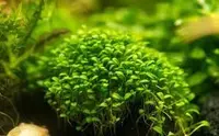 Glossostigma elatinoides leaf