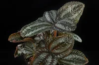 Pilea spruceana leaf
