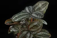 Pilea spruceana leaf