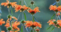 Leonotis leonurus