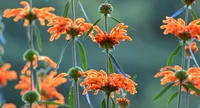Leonotis leonurus