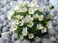 Androsace pyrenaica (Androsace pyrenaica) plant