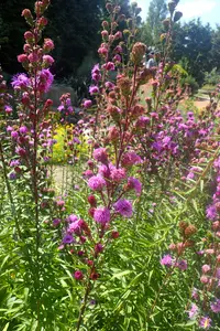 devil's bite (Liatris scariosa) plant
