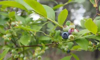 Vaccinium corymbosum