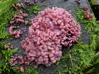 Purple Jellydisc