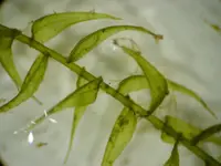 drepanocladus moss