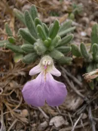 Southern Bugle