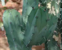 Bilberry Cactus