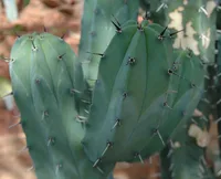 Bilberry Cactus (Myrtillocactus geometrizans) plant