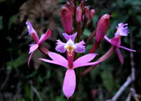 Lopsided star orchid