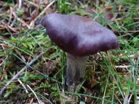 silky webcap (Cortinarius evernius) plant