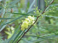 water wattle