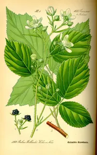 Rubus nigricans