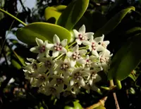Hoya (Hoya australis) plant