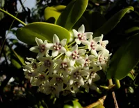 Hoya (Hoya australis) plant