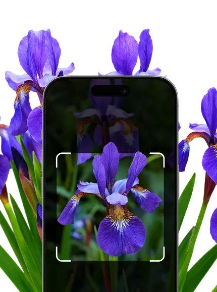 Blue and Purple Flower Identification – Hero Mobile